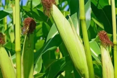 登海魯西2玉米種子介紹，中抗小斑病