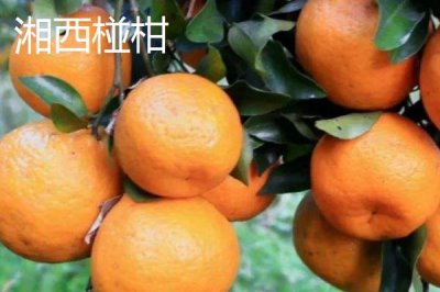 湖南臨湘的土特產(chǎn)，包括龍窖腐乳、龍窖醬菜、臨湘黑茶等種類