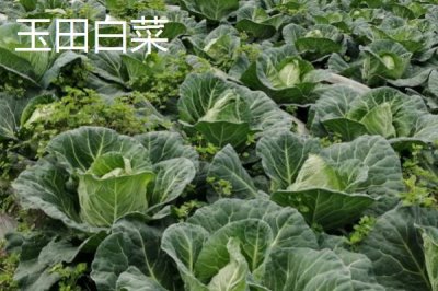 河北秦皇島有哪些特產(chǎn)，昌黎葡萄暢銷全國各地