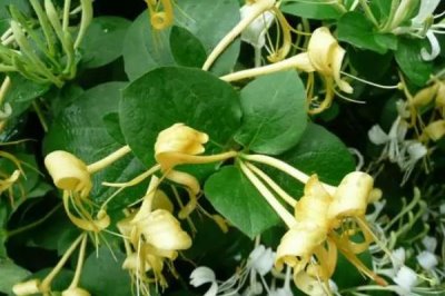 金銀花枝的冬季修剪技術(shù)，在12月份至翌年3月上旬進(jìn)行