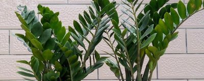 金錢樹冬季的養(yǎng)殖方法，需確保室內(nèi)溫度在15℃以上
