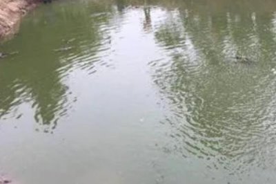雅魚(yú)的價(jià)格，一斤50-70元
