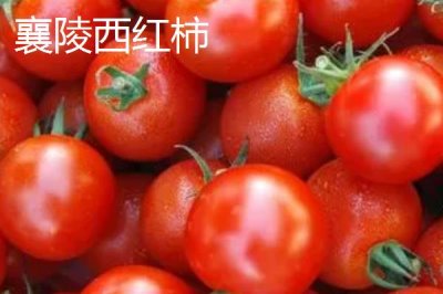山西省襄汾縣的特產(chǎn)，有中國最大的地黃藥材營銷基地