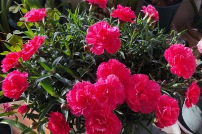 康乃馨種苗的批發(fā)價格和種植方法，夏季要避免陽光直射