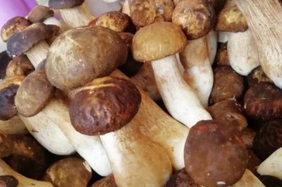 農(nóng)村珍稀食用菌品種，這5種發(fā)展前景一片大好