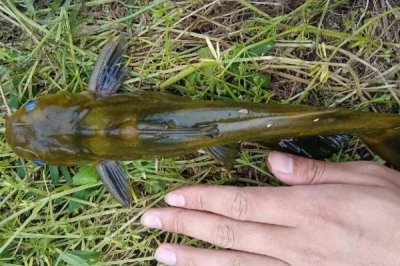 昂刺魚是什么魚，是我國(guó)常見的淡水魚類