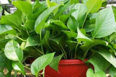 綠蘿的種植方法，選擇肥力充足且通透性強(qiáng)的土壤