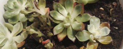 吡蟲啉在多肉上的使用方法，濃度不要太大且采用噴霧的方法