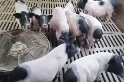 巴馬香豬怎么養(yǎng)殖，室外溫度超過20℃時可進(jìn)行放牧