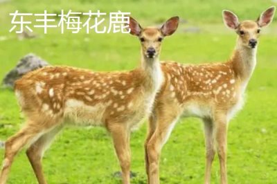 吉林遼源的特產(chǎn)，東遼黑豬是中國國家地理標(biāo)志產(chǎn)品