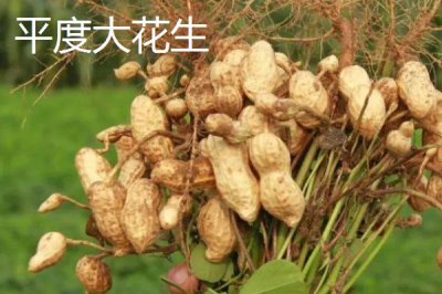 山東平度的特產(chǎn)，被譽(yù)為青島的“后花園”