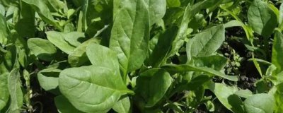 菠菜的種植時(shí)間，春菠菜在3月播種