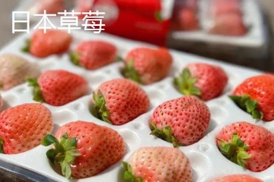 天價(jià)水果有哪些，一顆日本草莓的售價(jià)達(dá)到900元左右