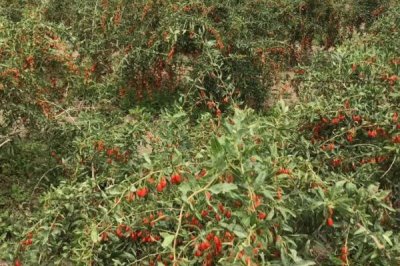 枸杞在哪里有產(chǎn)，我國(guó)寧夏是全國(guó)范圍內(nèi)最大的產(chǎn)地