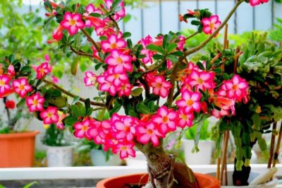 新手養(yǎng)花要注意的問(wèn)題，忌盆土積水