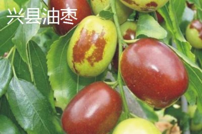 山西省山陰縣的特產(chǎn)，包括山陰油炸糕、山陰荷藕、山陰燕麥等種類