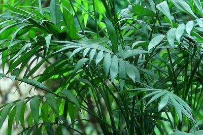 有哪些可以凈化室內空氣的花卉植物，包括蘆薈、吊蘭、白掌等品種
