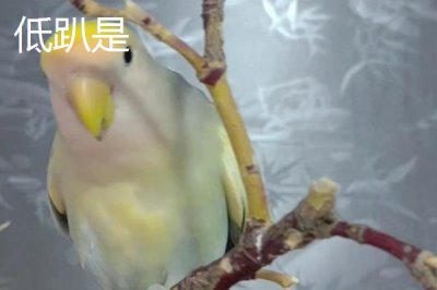 高趴低趴是指什么，前者指淺色毛較多的鸚鵡、后者指深色毛較多的鸚鵡