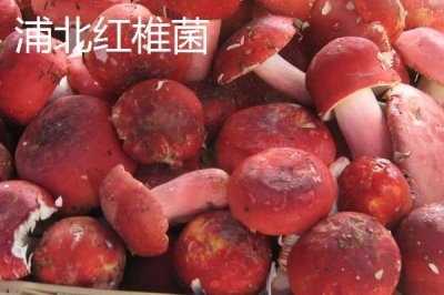 廣西浦北縣的特產(chǎn)，有“世界長(zhǎng)壽之鄉(xiāng)”的稱號(hào)