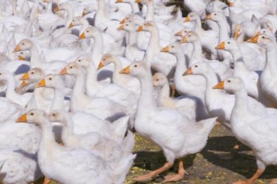 鵝腿軟站不起來的原因和解決方法，飼料中的鈣含量不足、運動量過少均會導(dǎo)致