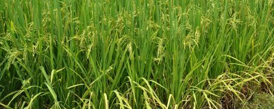 蘇秀839水稻種子特點(diǎn)，人工插秧一般5月中旬播種
