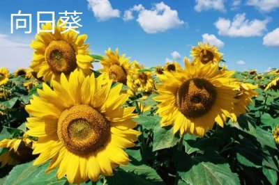 油葵的產(chǎn)地，和向日葵有明顯區(qū)別