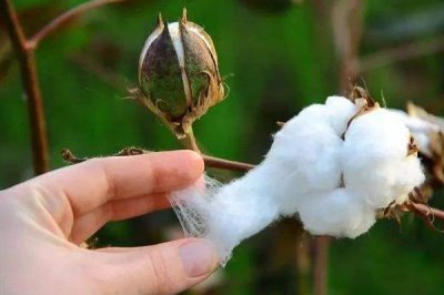 特璞棉118棉花種子簡(jiǎn)介，草害防治機(jī)械中耕除草2—3次