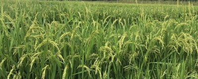 蓉優(yōu)7241水稻種子簡(jiǎn)介，秈型三系雜交水稻品種