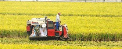 農(nóng)業(yè)部門有哪些，分為種植業(yè)、林業(yè)、漁業(yè)、畜牧業(yè)、副業(yè)