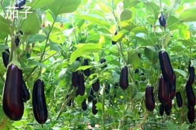 夏至吃哪些食物,推薦夏至蛋、熱面等