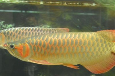 流動水適合養(yǎng)殖什么魚，適合養(yǎng)龍魚、地圖魚、羅漢魚等