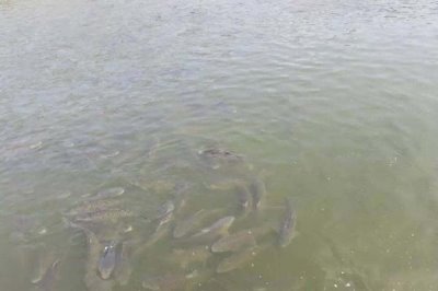 草魚(yú)如何養(yǎng)殖，可分級(jí)輪養(yǎng)和輪捕輪放