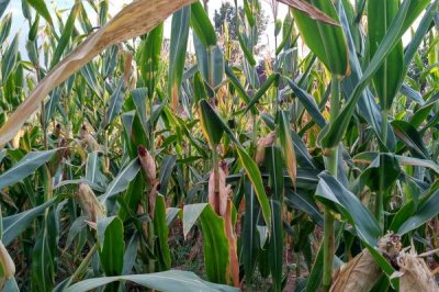 金牛1968玉米品種的特性，春播平均生育期117.5天