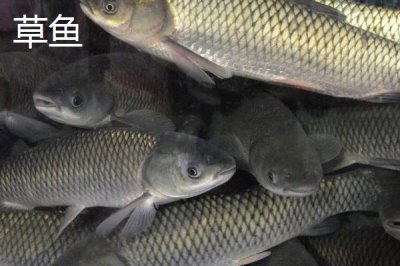 5號(hào)新關(guān)東鉤搭配什么子線，使用4.0號(hào)子線更加適宜