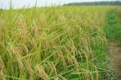 深優(yōu)9582水稻品種簡介，秧田播種量每畝10千克