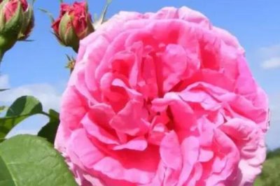 保加利亞玫瑰花的花語(yǔ)，花語(yǔ)是愛(ài)情、勇敢等