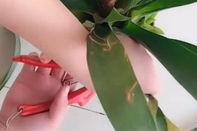 家中養(yǎng)鴻運當頭的好處，可供觀賞和凈化空氣等
