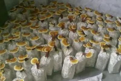 靈芝高產(chǎn)要點，接種前要做好滅菌處理