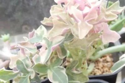 七寶樹錦的花語，寓意優(yōu)美、富貴和堅強等