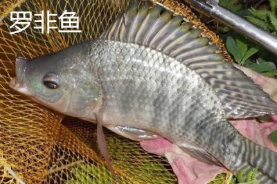 珍珠羅非魚的產(chǎn)地，原產(chǎn)于南非