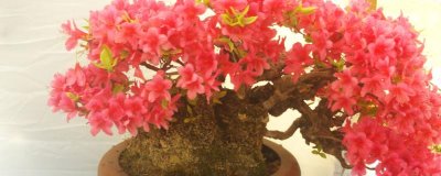 映山紅的養(yǎng)殖方法，施肥時(shí)應(yīng)該勤施稀薄肥