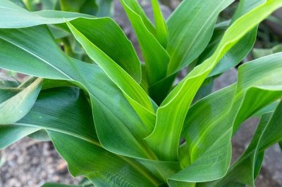 蜜甜18玉米種簡(jiǎn)介，露地直播4月初播種