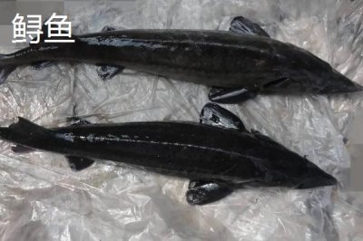 養(yǎng)殖的中華鱘能不能吃，人工繁殖的子二代才可以銷售食用