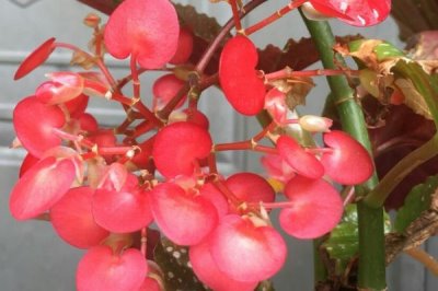 竹節(jié)海棠為什么不開花，環(huán)境不適或施肥不當(dāng)都會導(dǎo)致