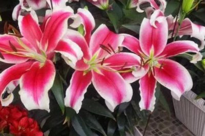白色花卉品種，包括水仙花、梔子花、茉莉花等種類