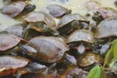 甲魚(yú)的養(yǎng)殖方法，要定期清理水中的雜質(zhì)