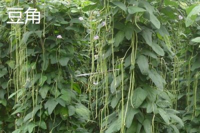 七月份適合種什么農(nóng)作物，正處于炎熱季節(jié)