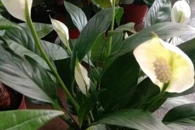 一帆風順的種植技術，適合在半陰的環(huán)境中生長