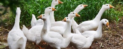 散養(yǎng)鵝的飼養(yǎng)管理辦法，雛鵝進(jìn)入鵝舍前全面消毒
