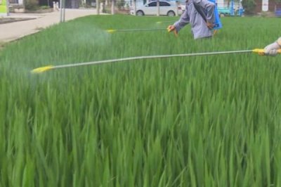 水稻對肥料的需求特點，需控施氮肥、重視施用磷鉀肥